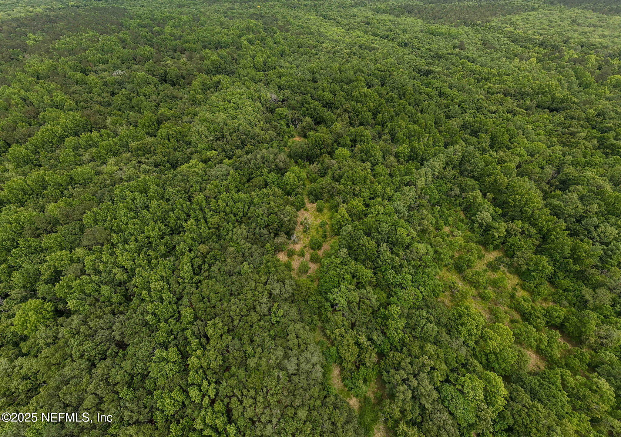 8549 Thomas Road Jacksonville, FL 32219 - Photo 23 of 30 a view of a lush green forest