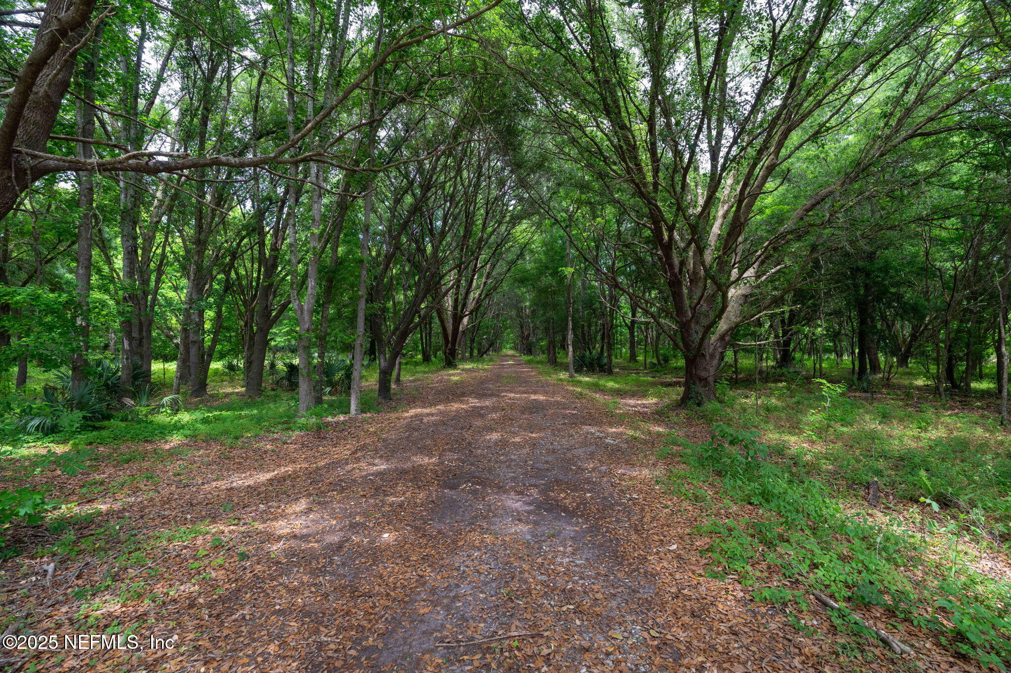 8549 Thomas Road Jacksonville, FL 32219 - Photo 6 of 30 a view of backyard with green space and trees