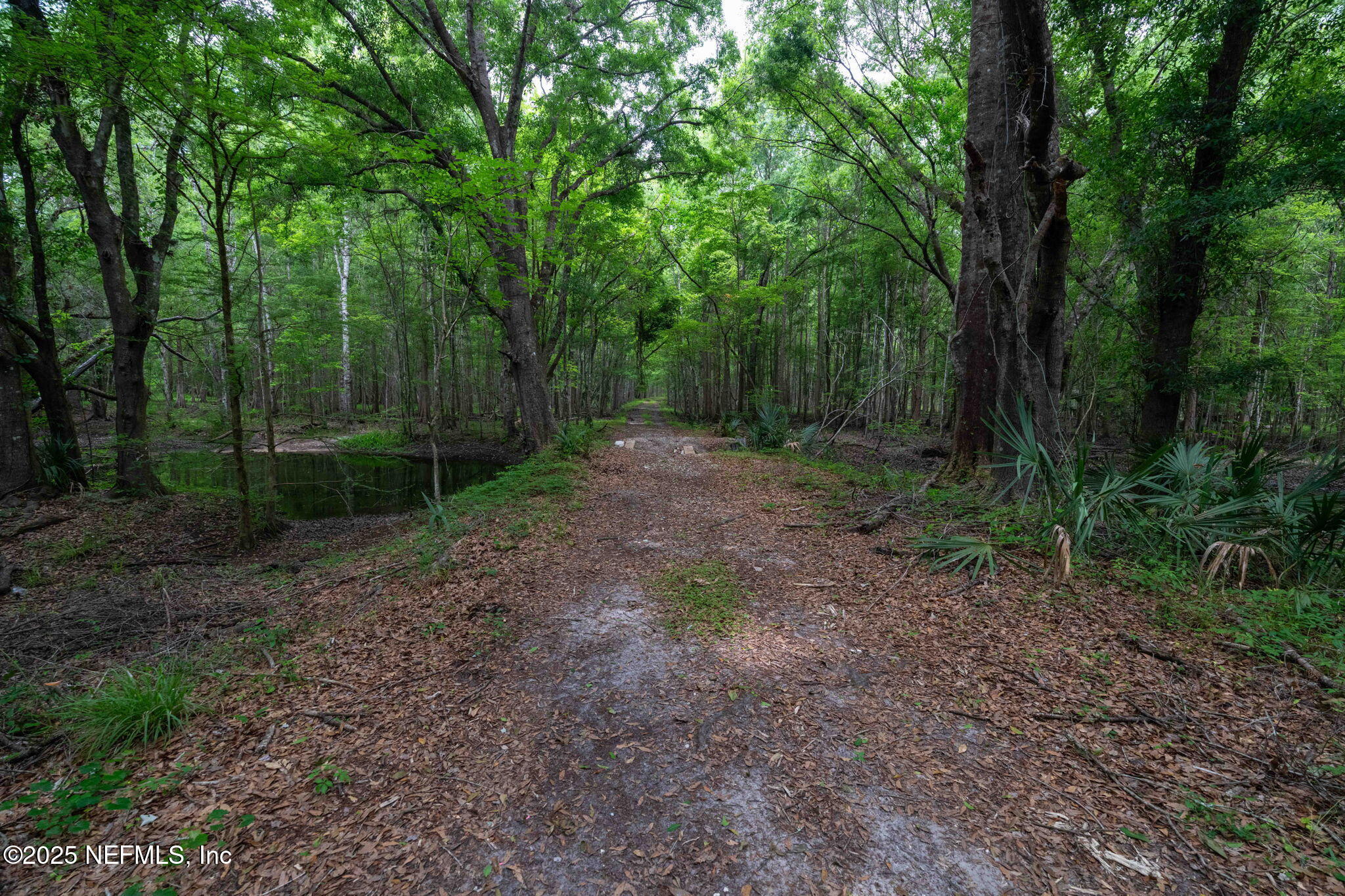 8549 Thomas Road Jacksonville, FL 32219 - Photo 7 of 30 a view of a yard with trees in the background