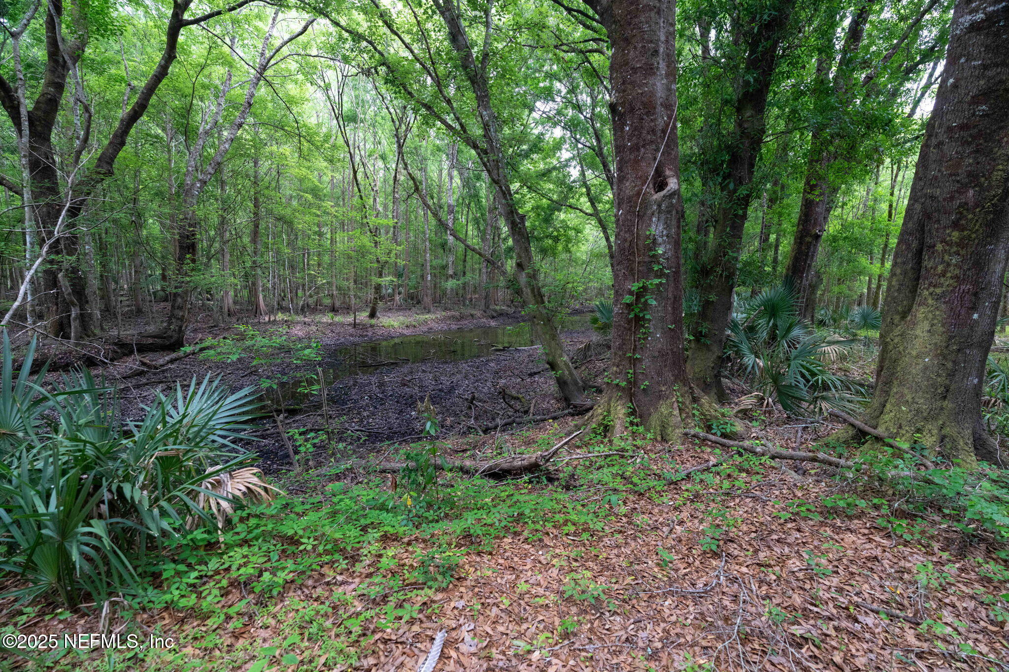 8549 Thomas Road Jacksonville, FL 32219 - Photo 9 of 30 a view of a forest filled with trees