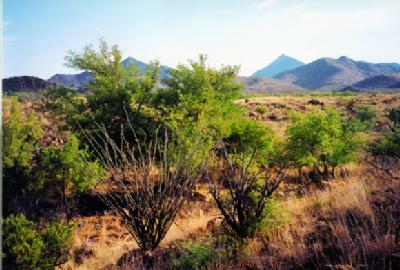 96 South Bond Canyon Road Tubac, AZ 85646 - Photo 4 of 5