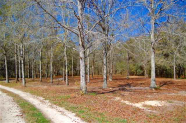111 Springbrook Road Havana, FL 32333 - Photo 3 of 19 Gallery Image 3