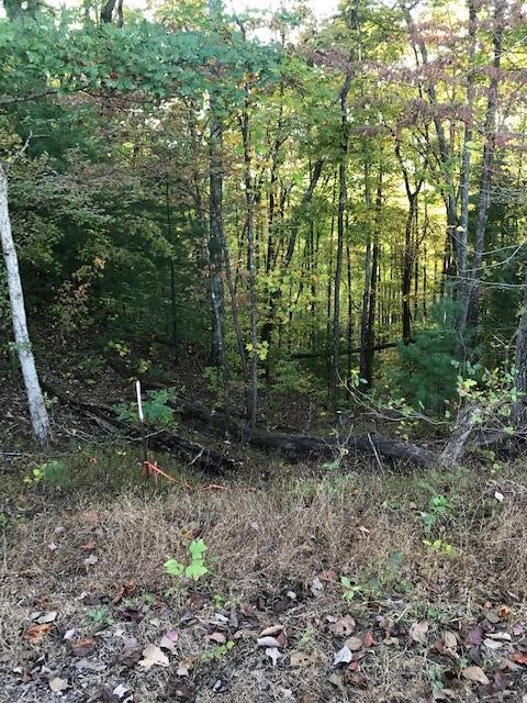 0 Chestnut Road Reliance, TN 37369 - Photo 2 of 9