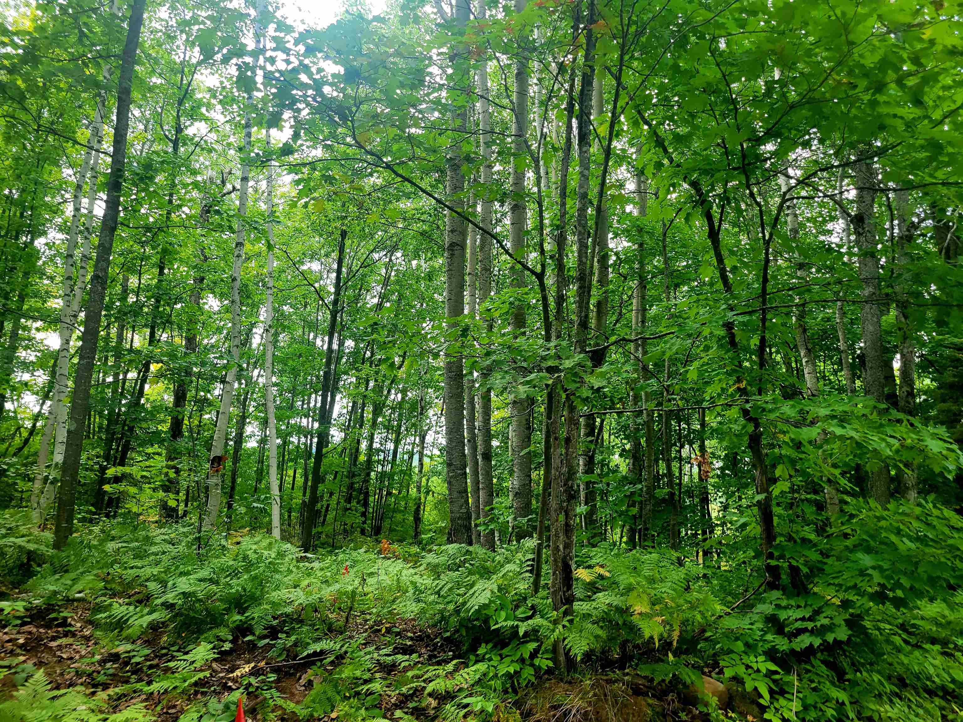 11-xxx Old Military Road Bayfield, WI 54814 - Photo 11 of 19 View of woods