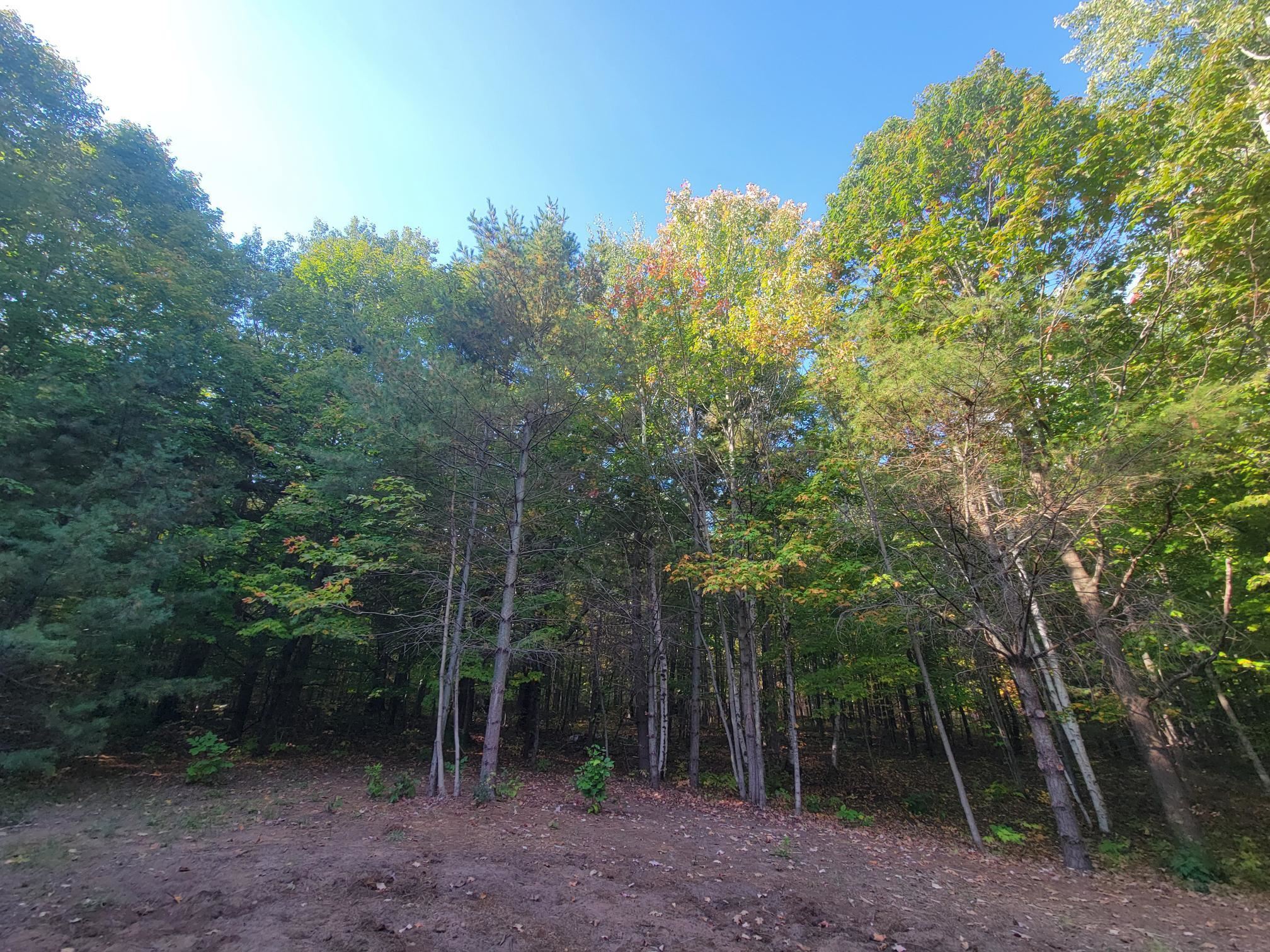 11-xxx Old Military Road Bayfield, WI 54814 - Photo 13 of 19 View of wooded area
