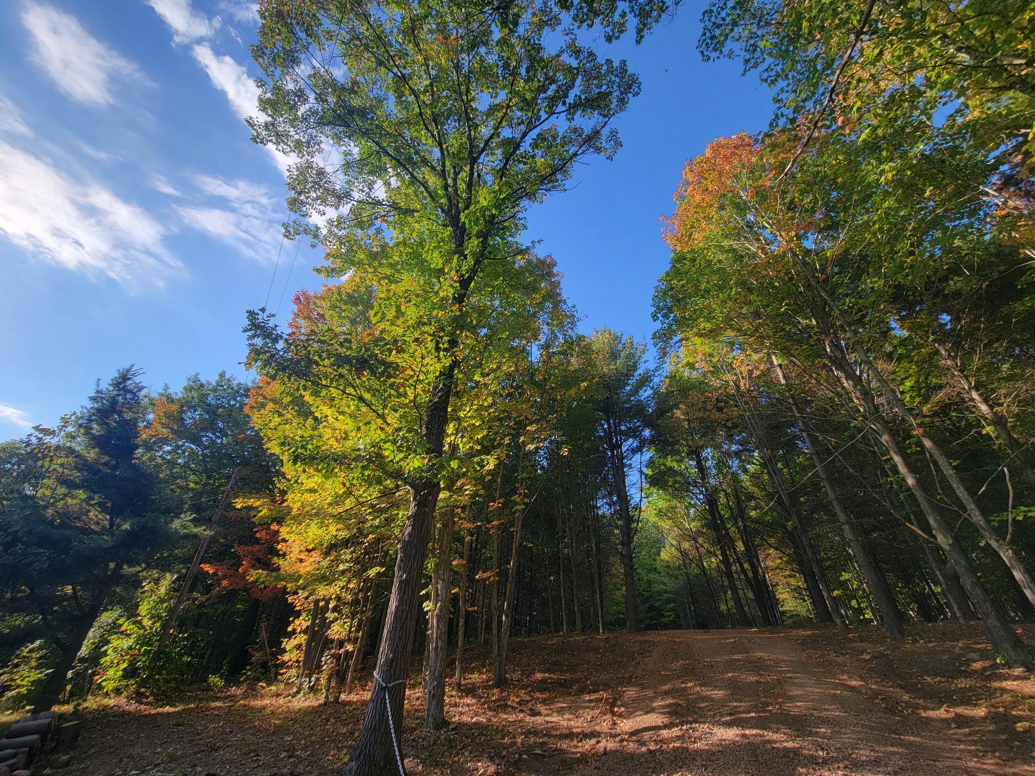 11-xxx Old Military Road Bayfield, WI 54814 - Photo 14 of 19 View of woods