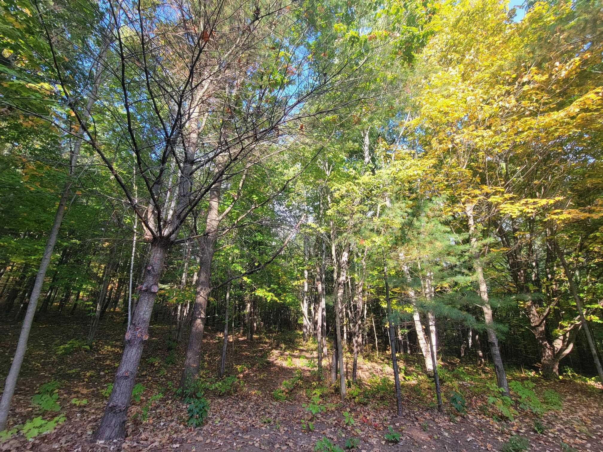 11-xxx Old Military Road Bayfield, WI 54814 - Photo 17 of 19 View of tree filled area