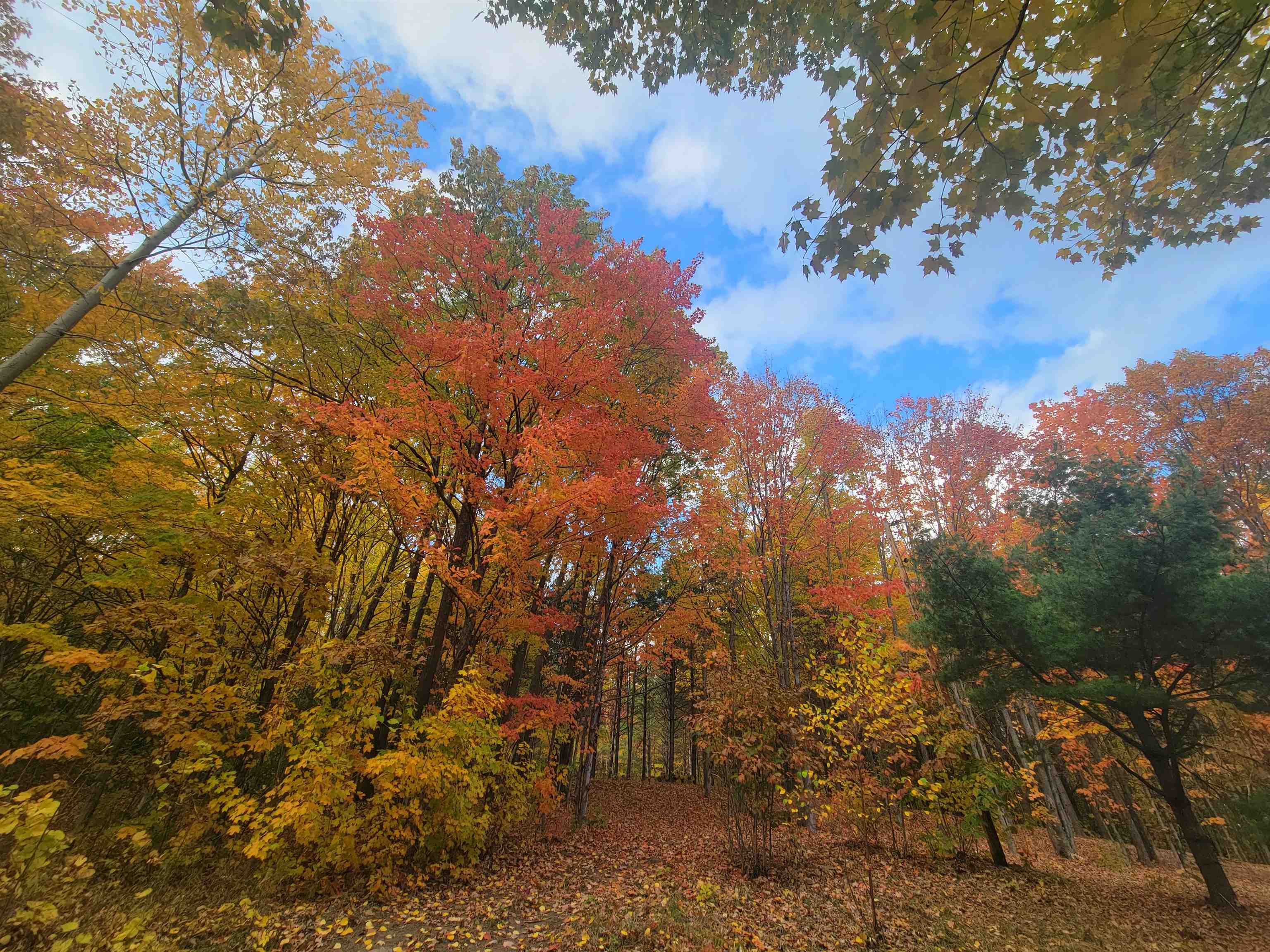 11-xxx Old Military Road Bayfield, WI 54814 - Photo 2 of 19 View of woods