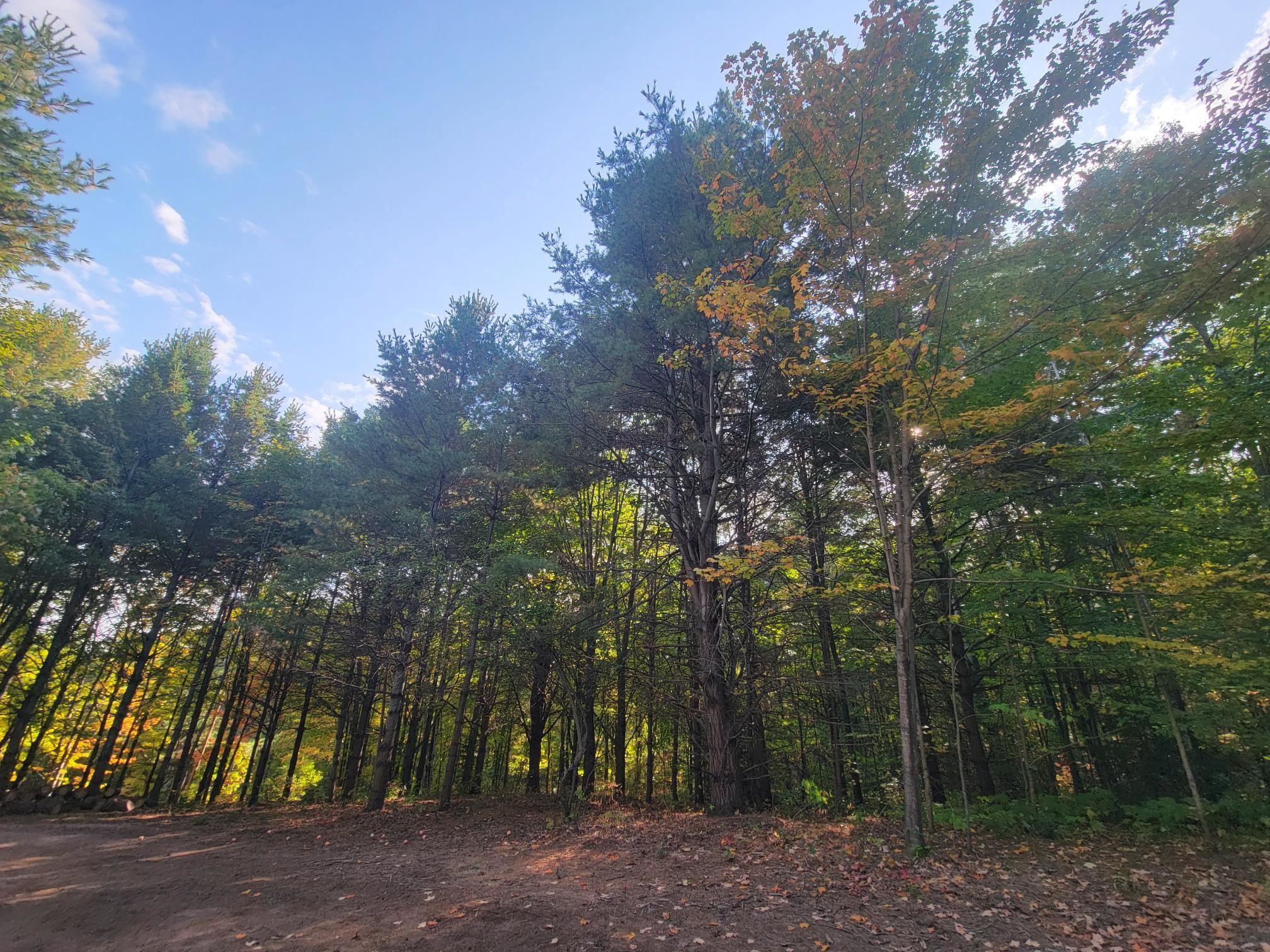11-xxx Old Military Road Bayfield, WI 54814 - Photo 7 of 19 View of woods