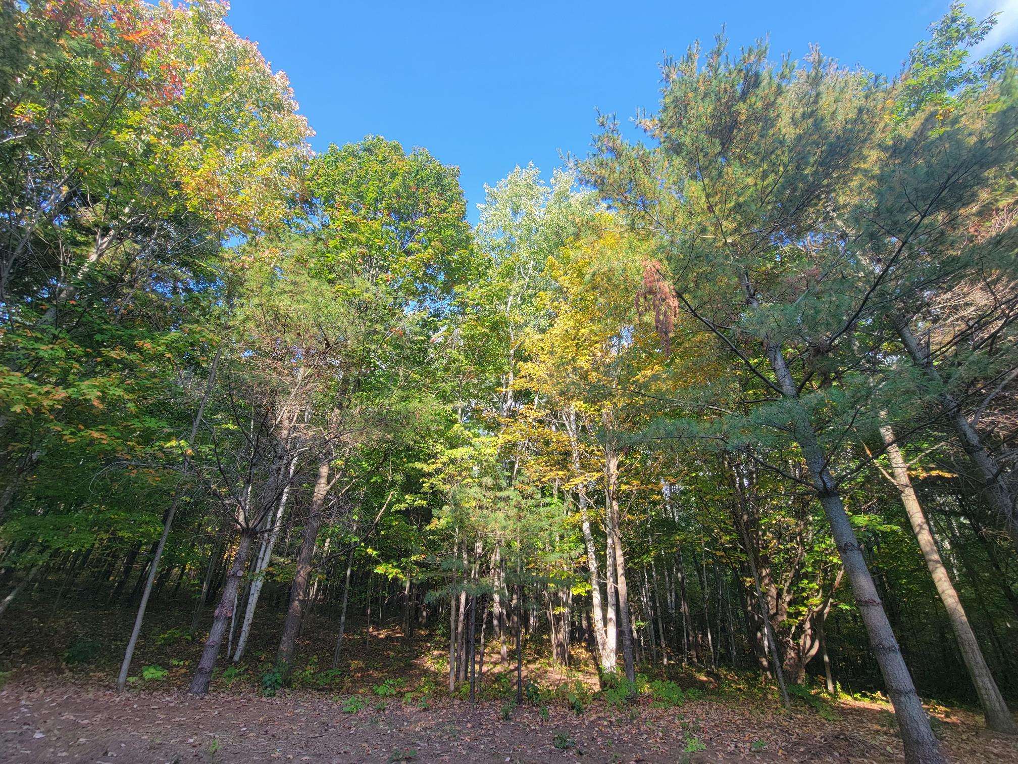11-xxx Old Military Road Bayfield, WI 54814 - Photo 8 of 19 View of woods