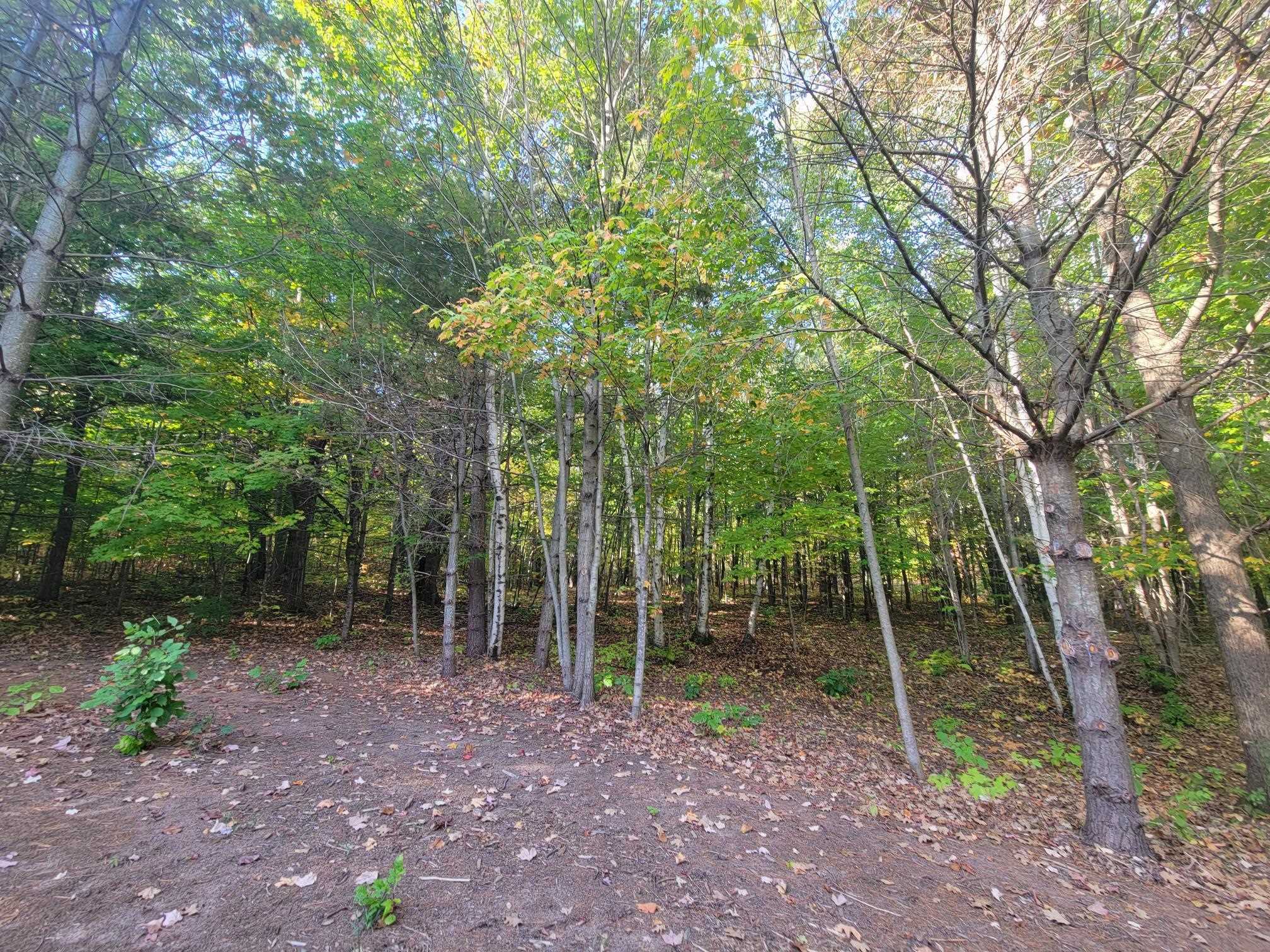 11-xxx Old Military Road Bayfield, WI 54814 - Photo 10 of 19 View of tree filled area
