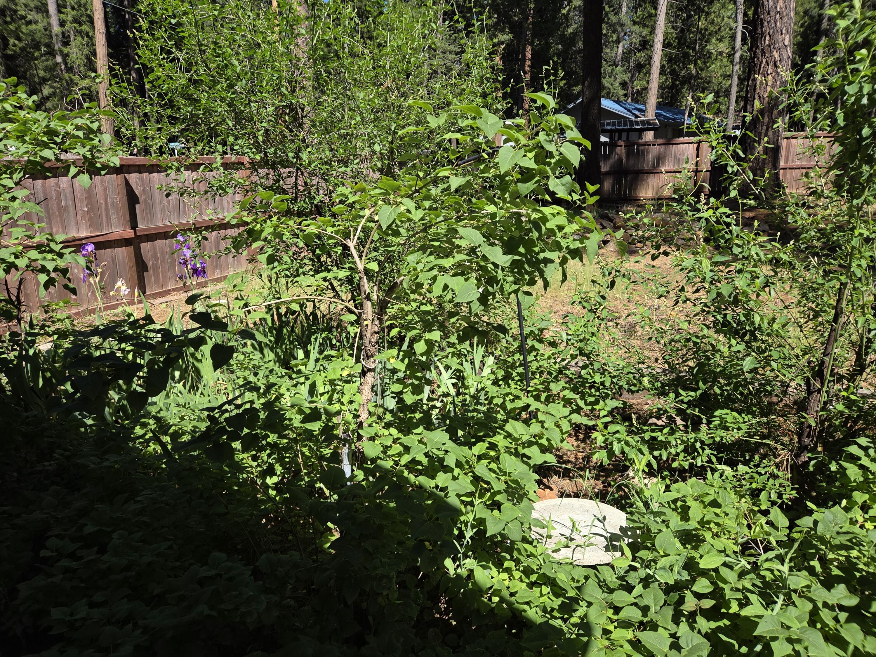 33433 Plateau Pines Road Shingletown, CA 96088 - Photo 25 of 25 YARD