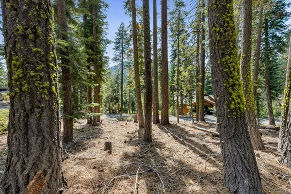 a view of a forest filled with trees