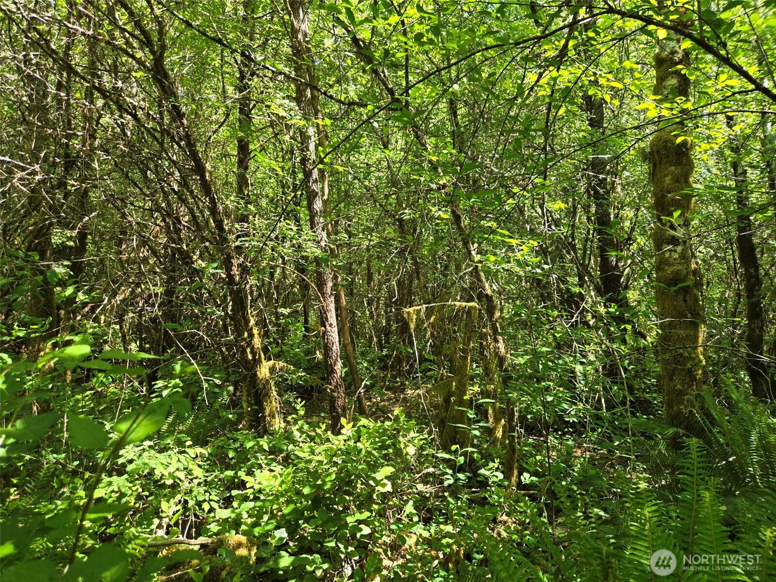 256 Walker Road Hoquiam, WA 98550 - Photo 4 of 12 a view of a tree
