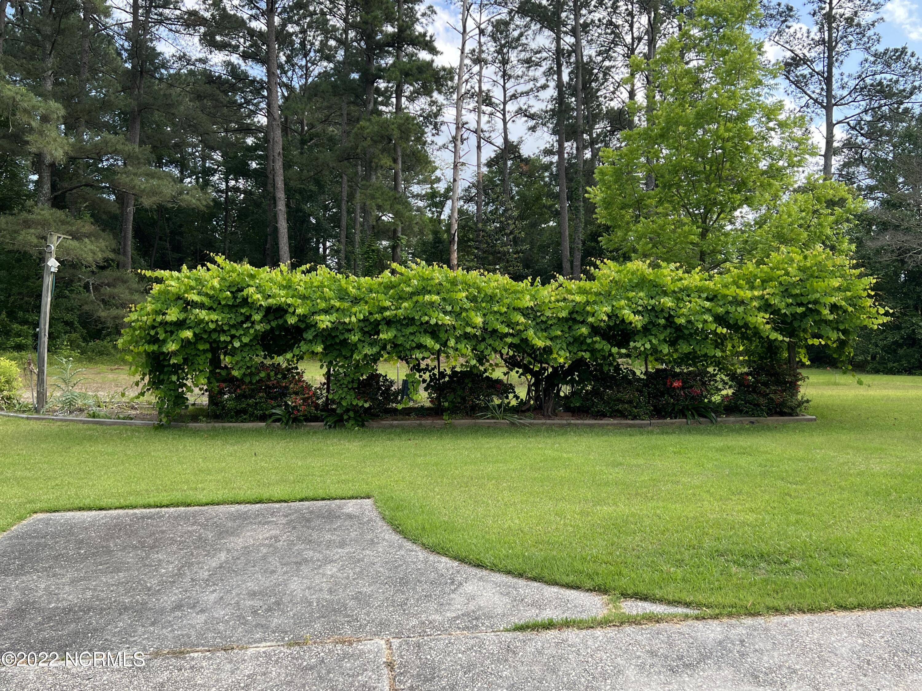 402 Pineview Road Clinton, NC 28328 - Photo 11 of 31 Mature Grape vine