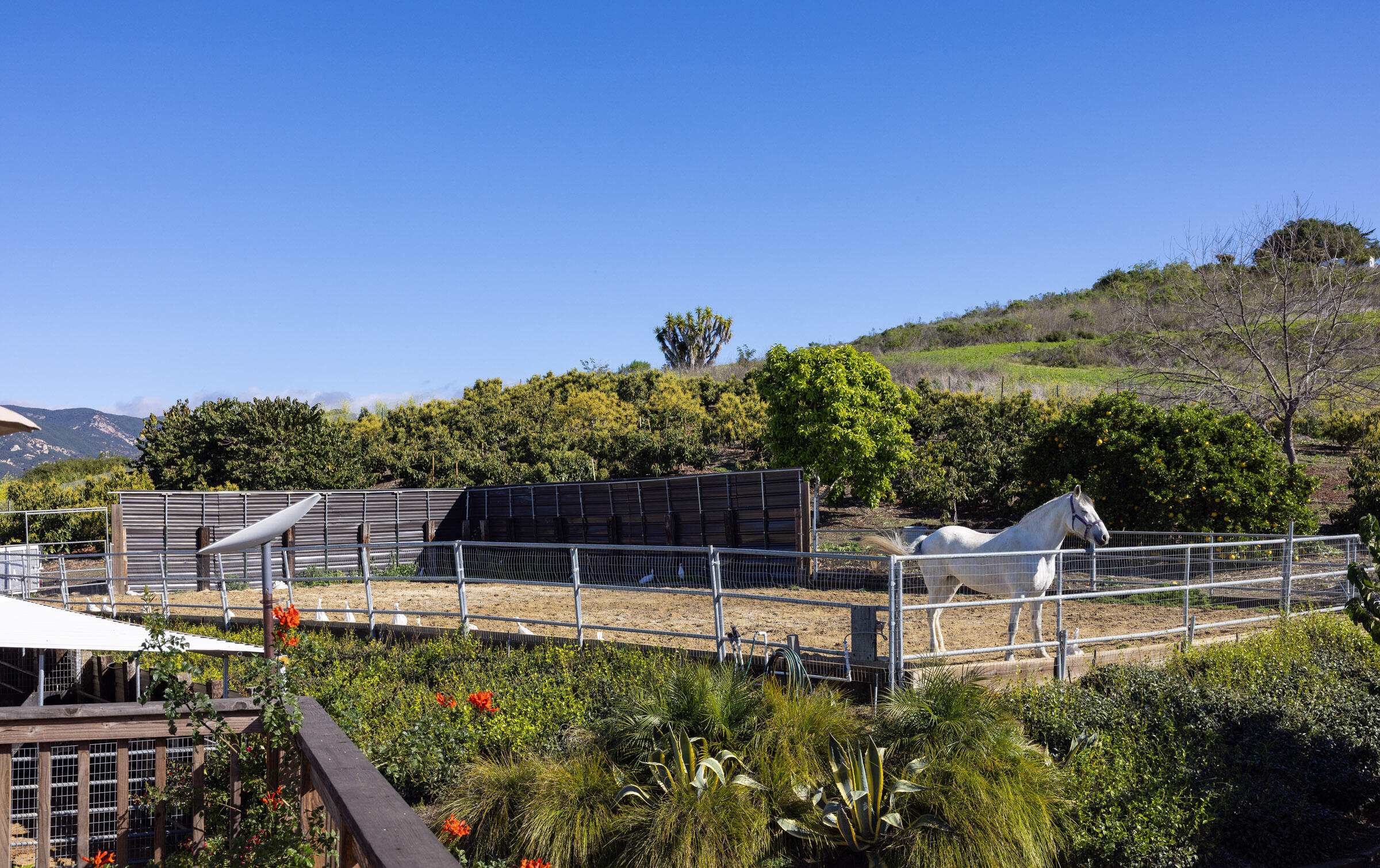 200 Ellwood Ridge Road Goleta, CA 93117 - Photo 39 of 57 Say hi to a beauty