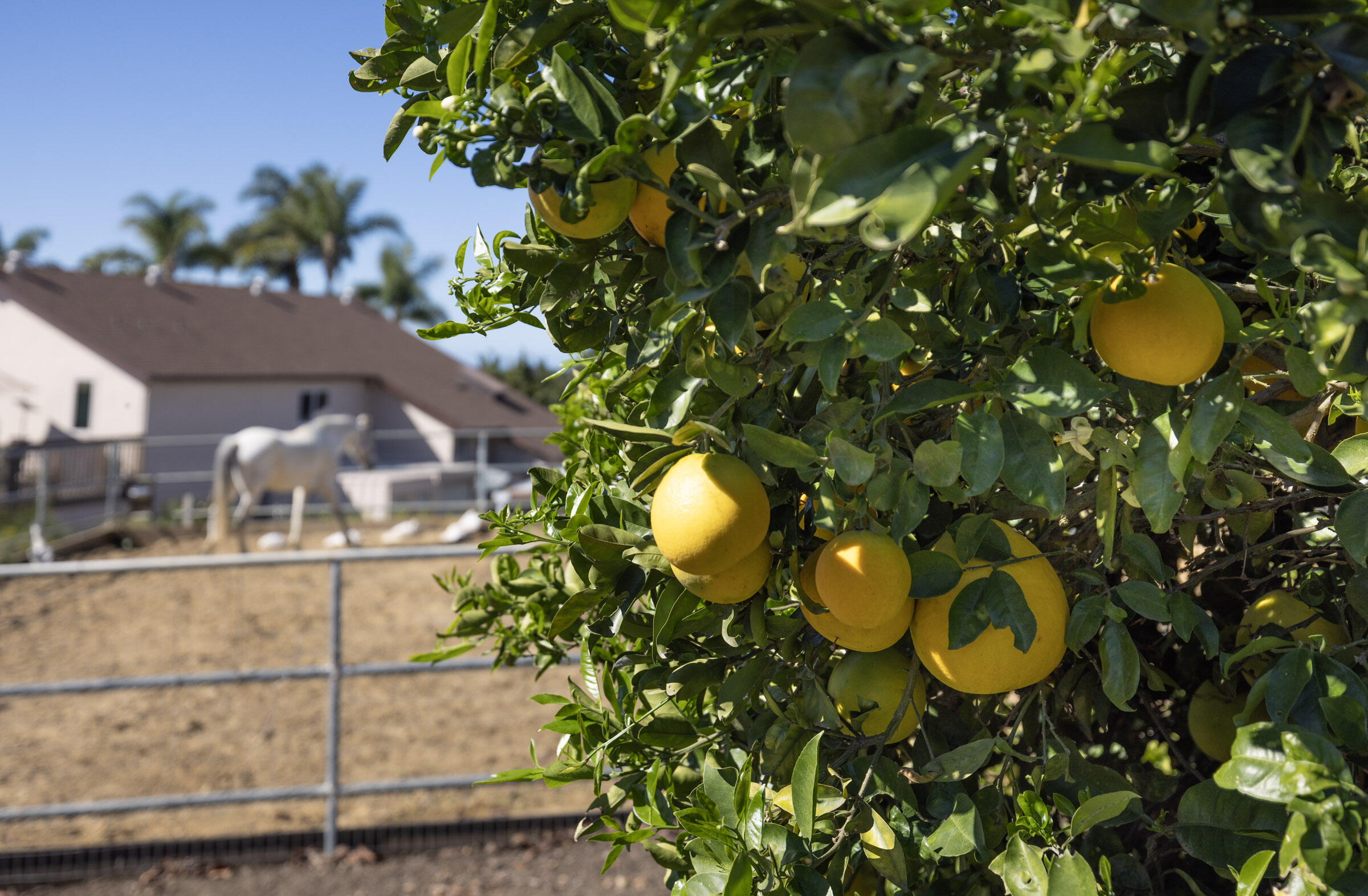 200 Ellwood Ridge Road Goleta, CA 93117 - Photo 43 of 57 Yummy Citrus Trees