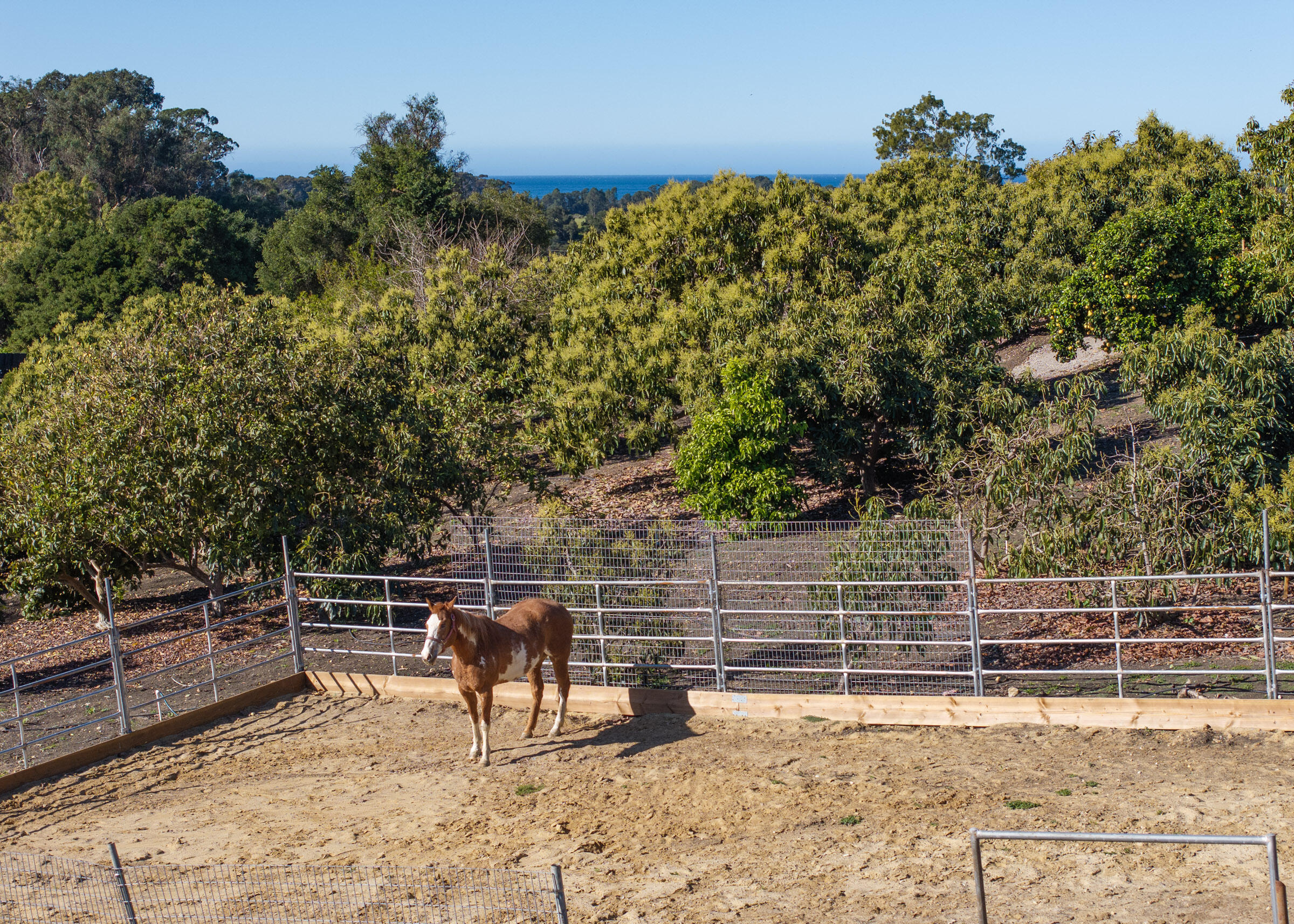 200 Ellwood Ridge Road Goleta, CA 93117 - Photo 45 of 57 Even the horses get ocean views