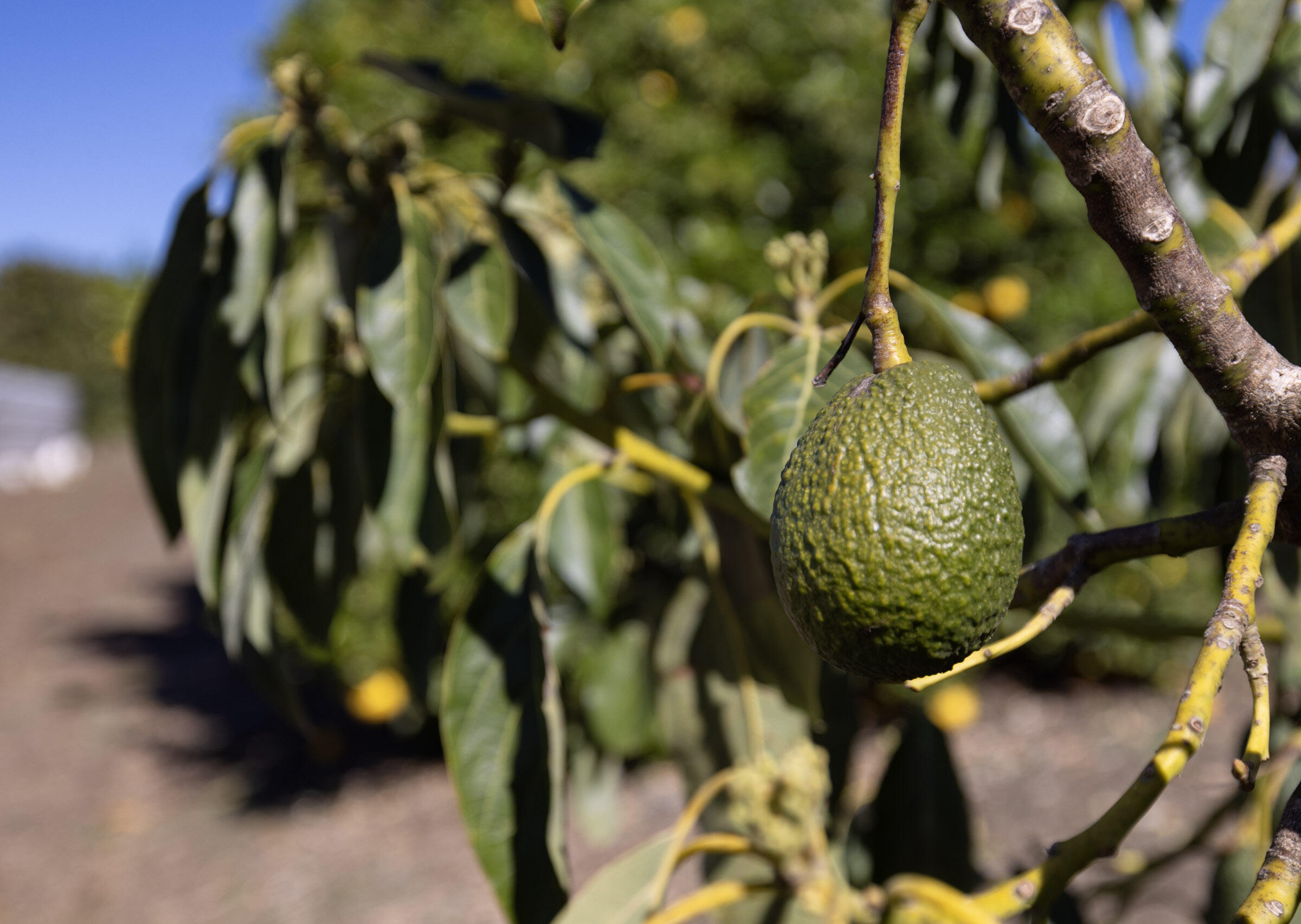 200 Ellwood Ridge Road Goleta, CA 93117 - Photo 50 of 57 Over 200 Avocado Tress