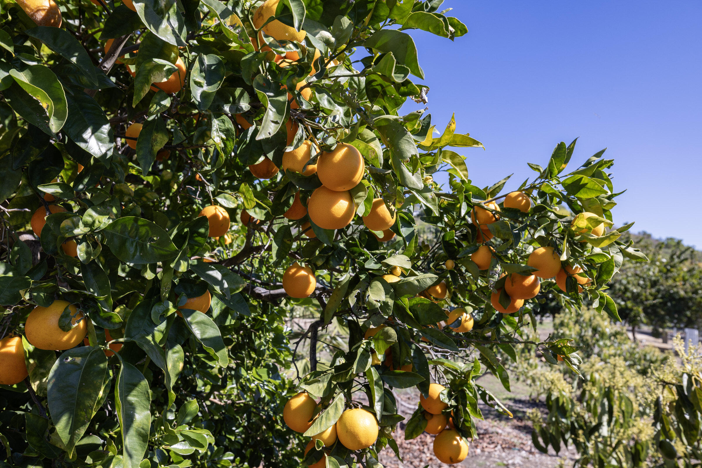 200 Ellwood Ridge Road Goleta, CA 93117 - Photo 57 of 57 More Citrus