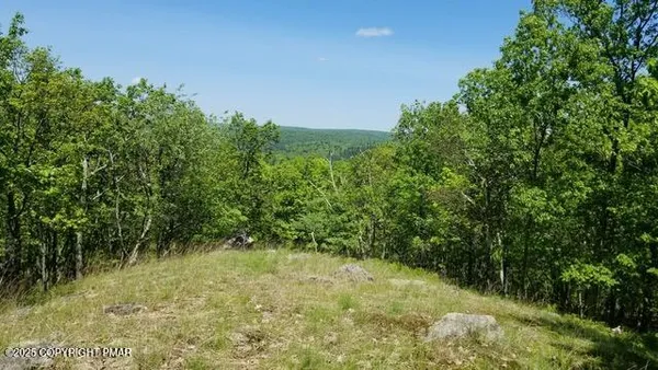 a view of a lush green space