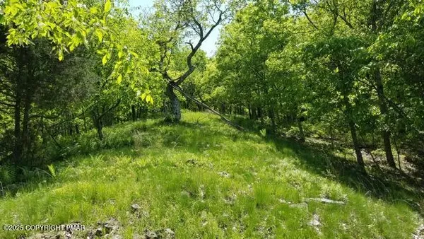 a view of a lush green space