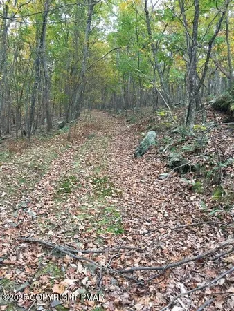 a view of a forest that has large trees