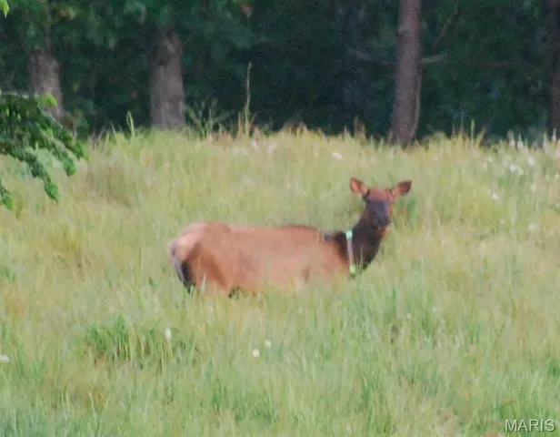 $1,925,000 | 32315 County Road 325, Salem, MO 65560