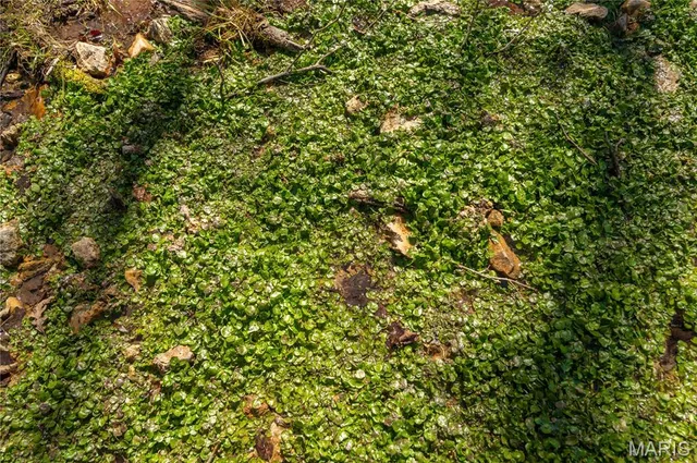 $1,925,000 | 32315 County Road 325, Salem, MO 65560