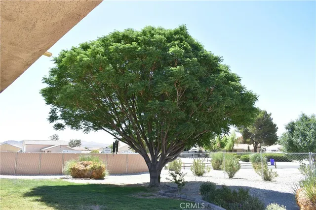 a view of a yard with an tree