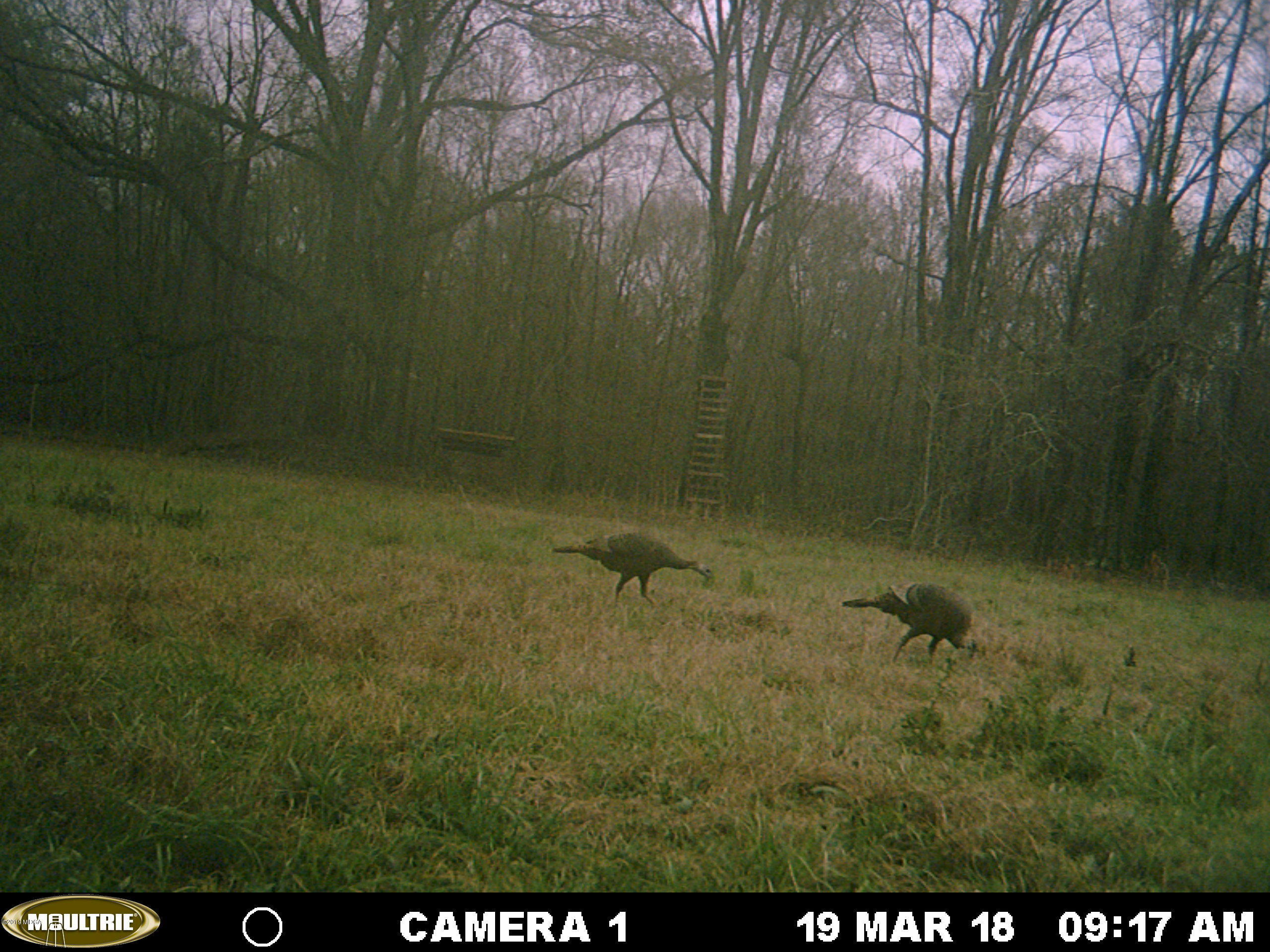 0 Moree-Lamb Road Vienna, GA 31092 - Photo 17 of 24 007