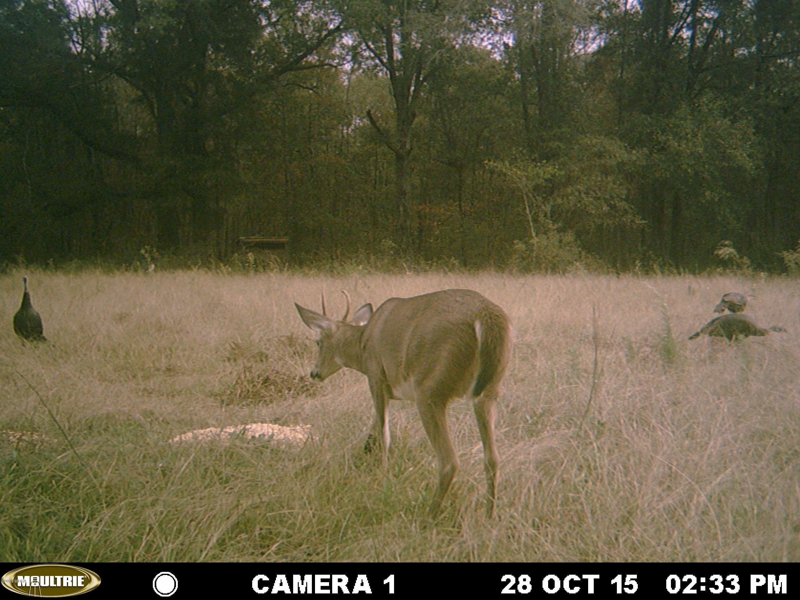 0 Moree-Lamb Road Vienna, GA 31092 - Photo 18 of 24 003