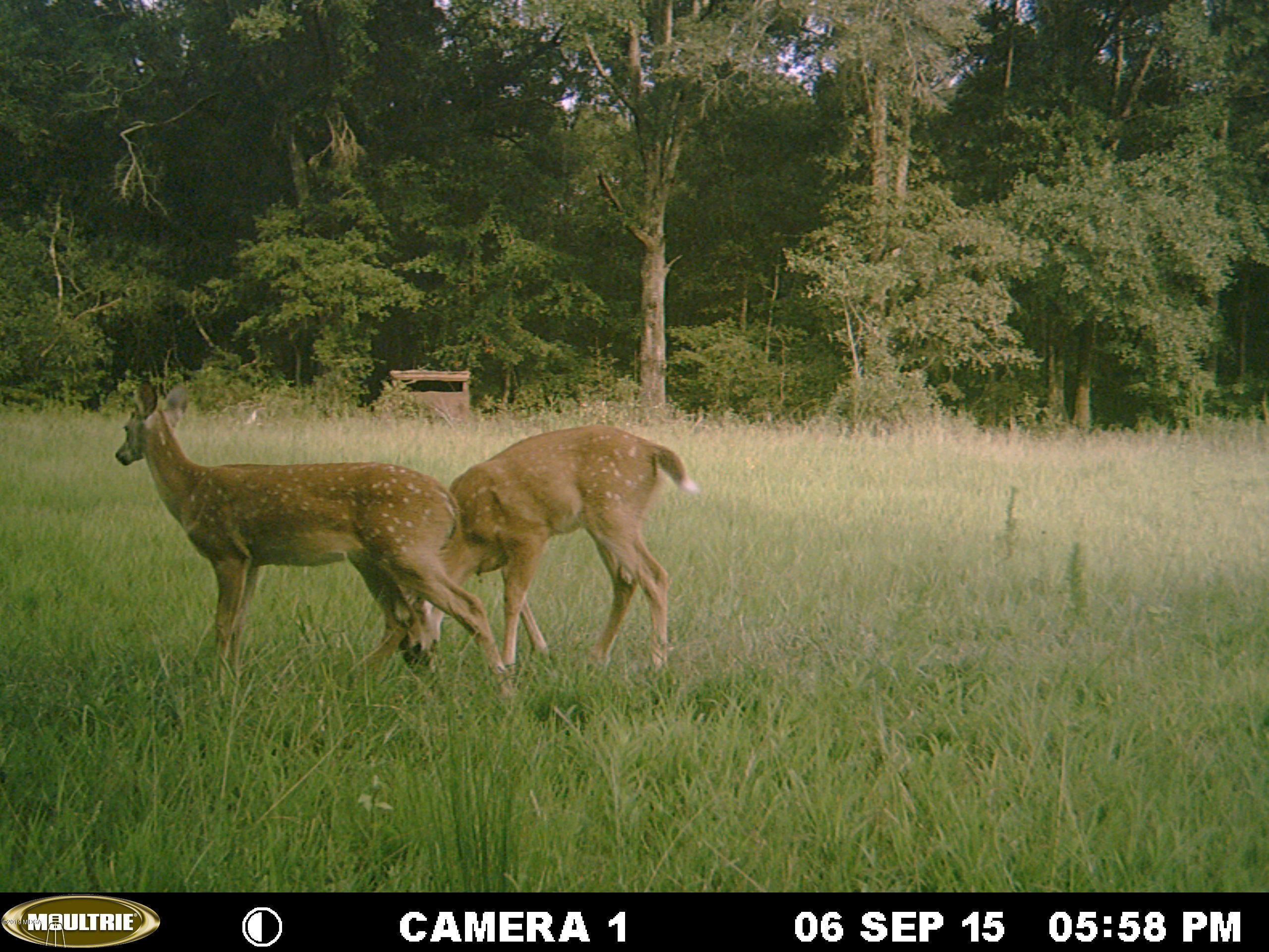 0 Moree-Lamb Road Vienna, GA 31092 - Photo 19 of 24 022 - Copy (2)