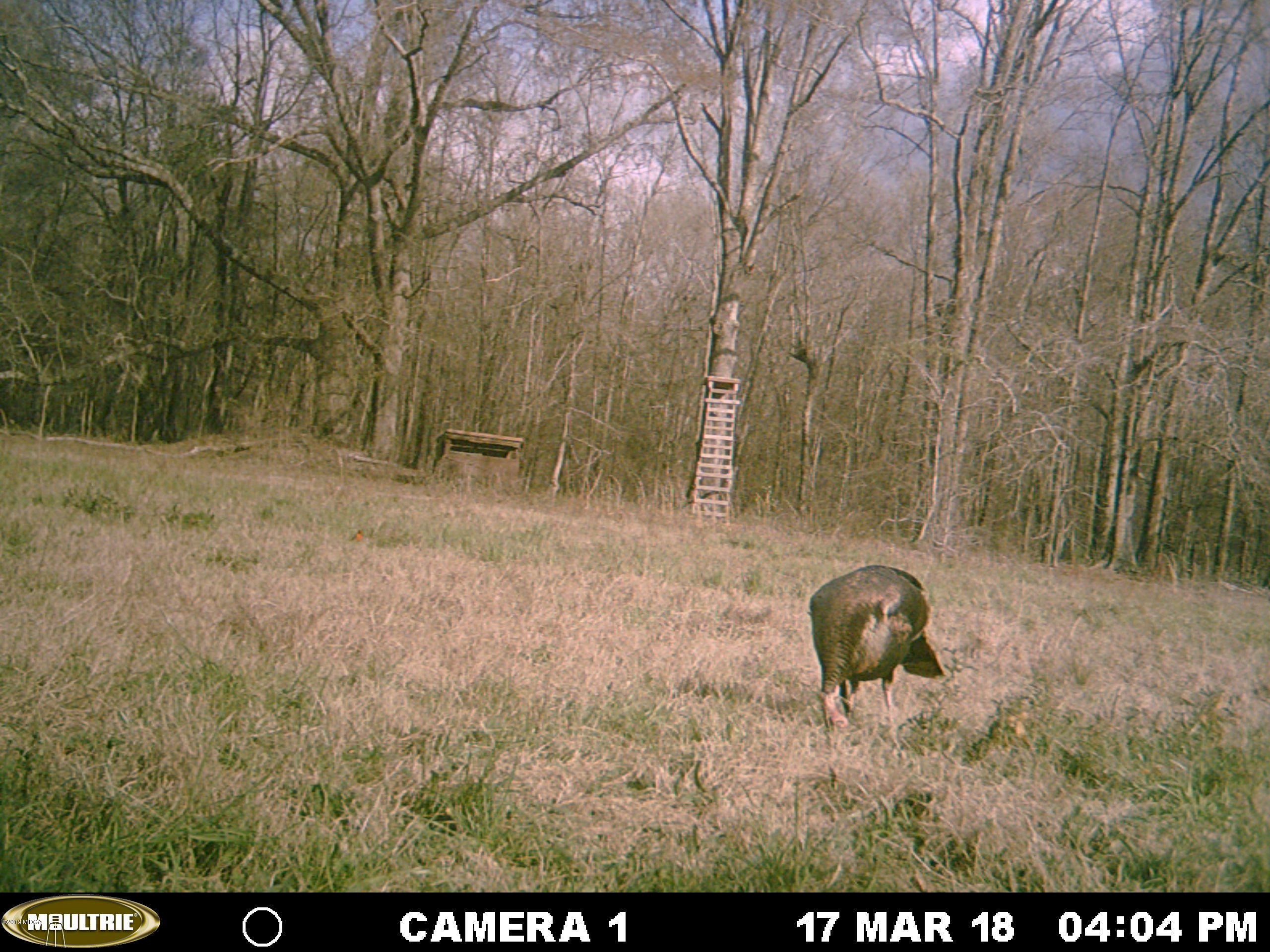 0 Moree-Lamb Road Vienna, GA 31092 - Photo 20 of 24 002