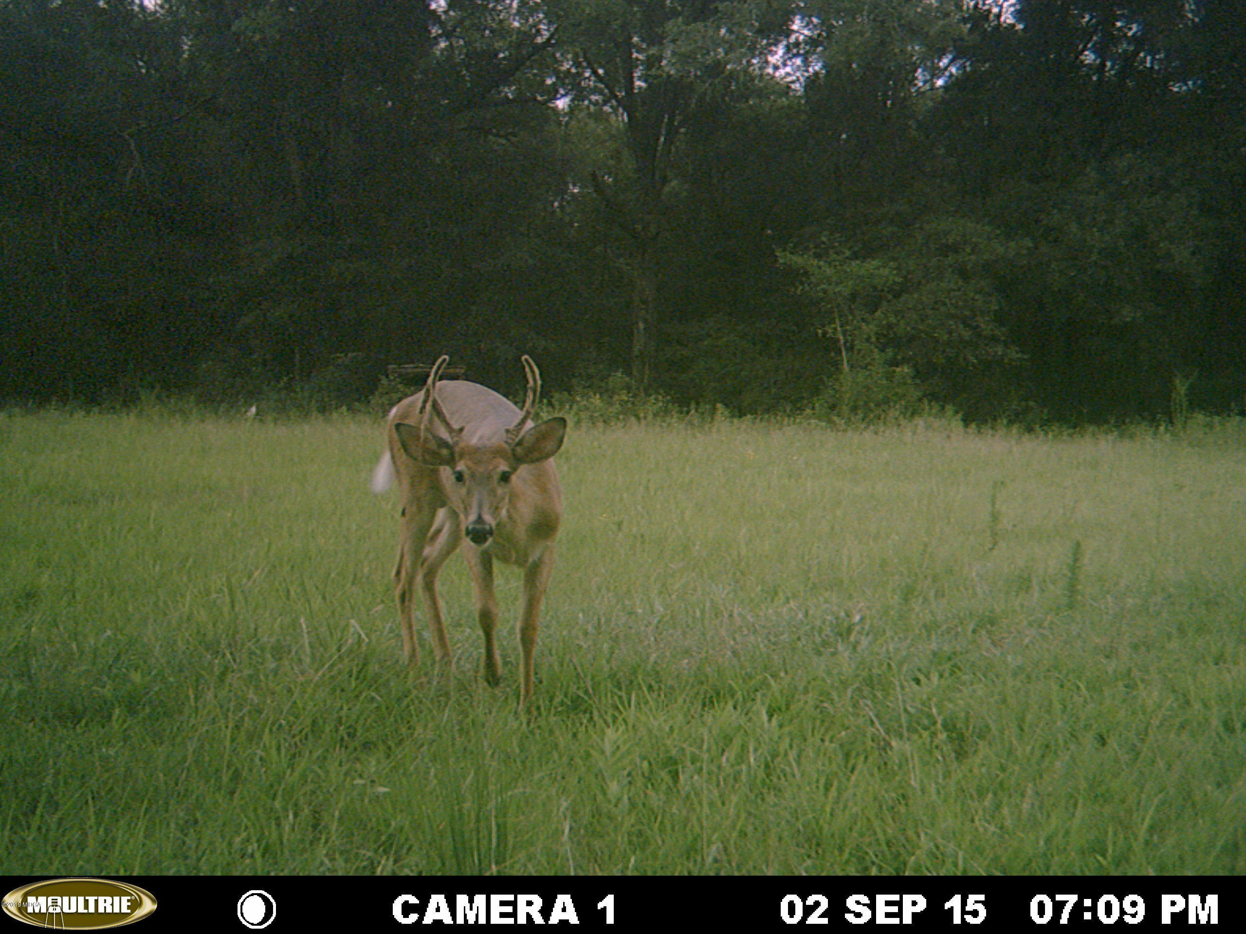 0 Moree-Lamb Road Vienna, GA 31092 - Photo 21 of 24 004 - Copy (3)