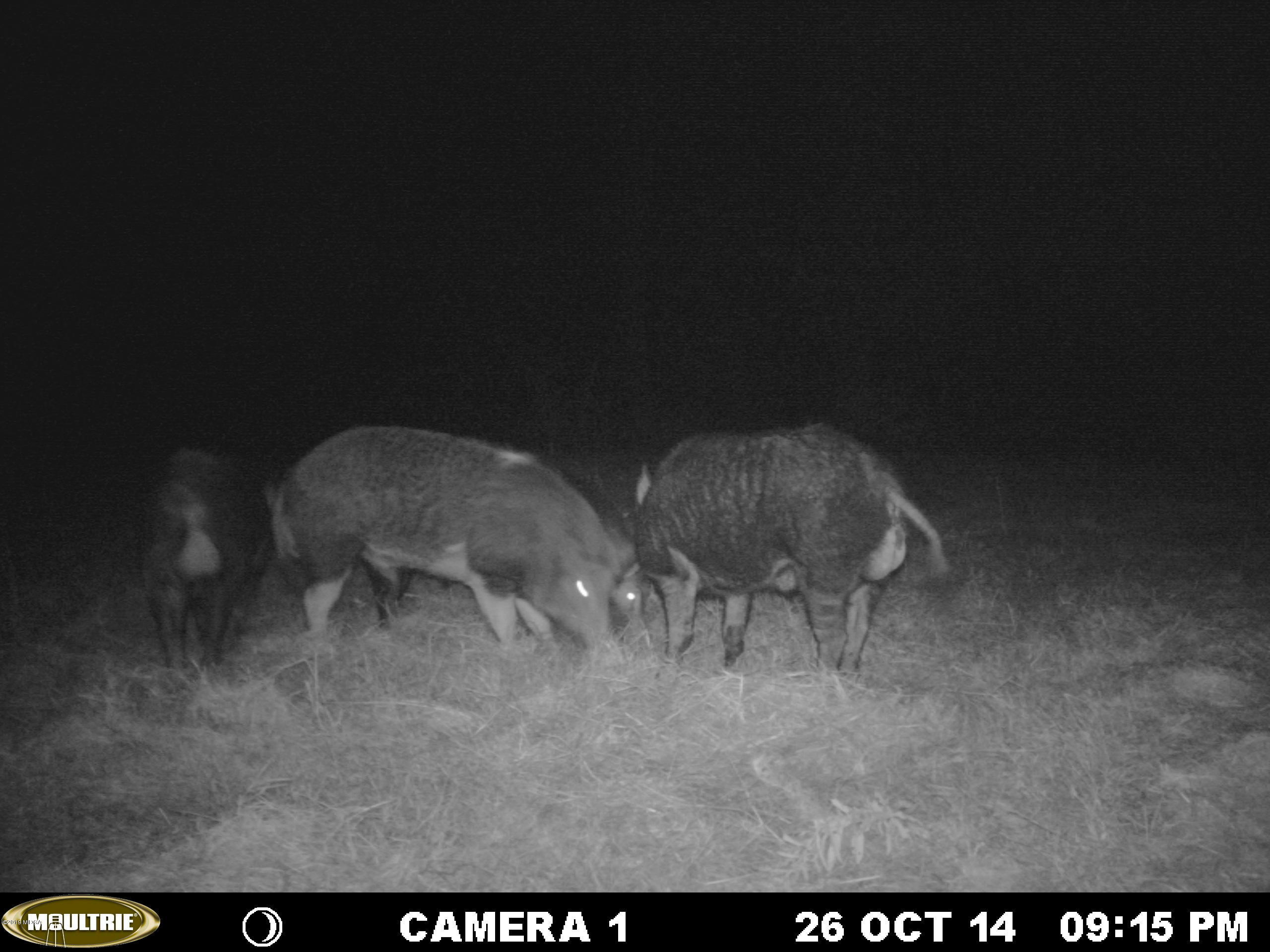 0 Moree-Lamb Road Vienna, GA 31092 - Photo 22 of 24 MDGC8632