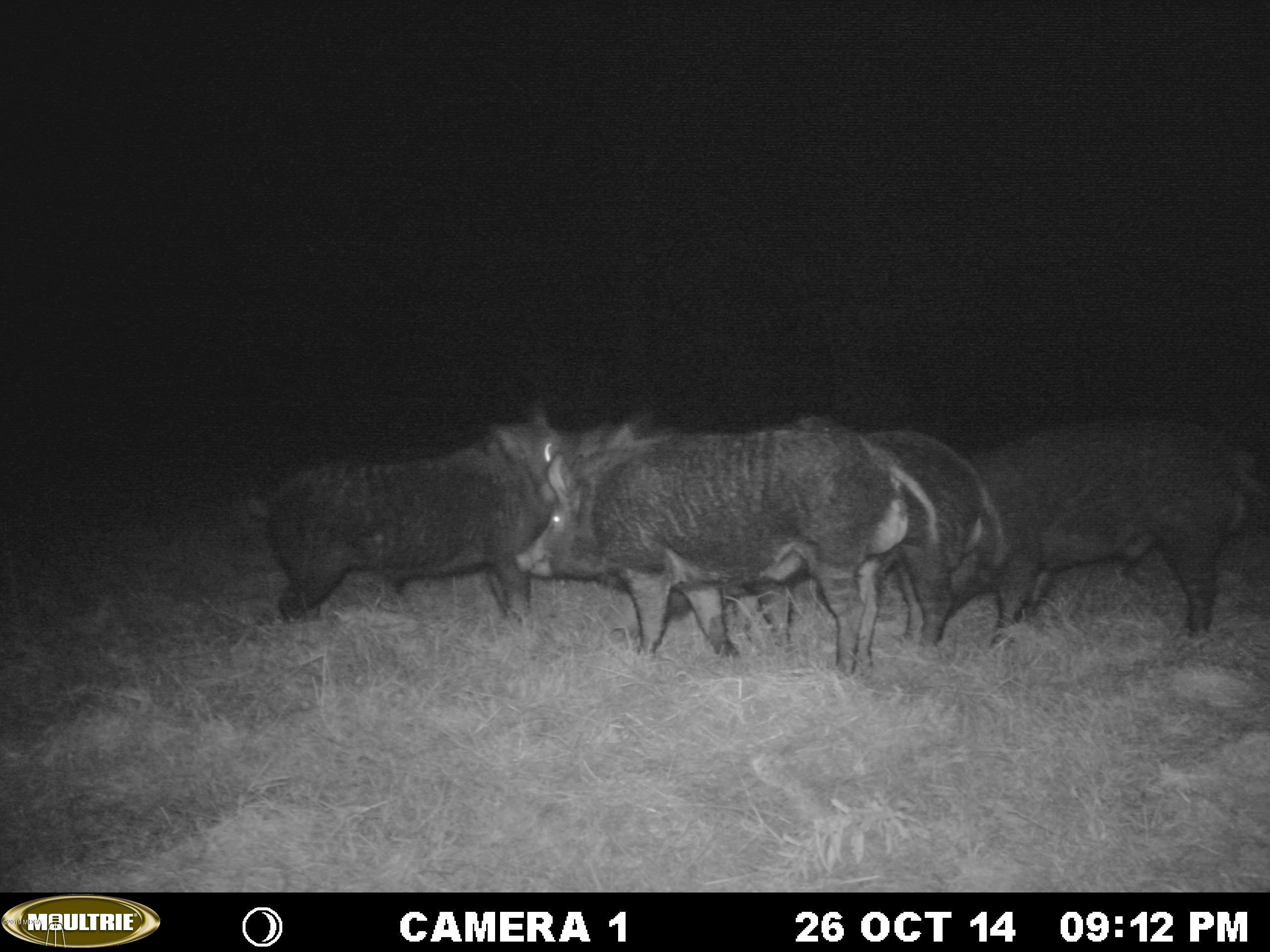 0 Moree-Lamb Road Vienna, GA 31092 - Photo 23 of 24 007 (2)