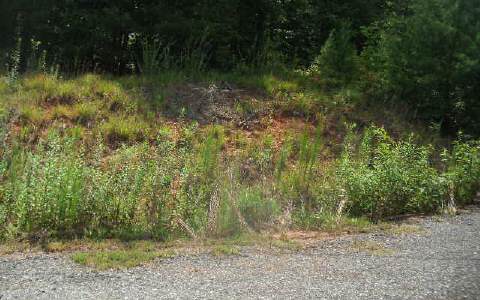 a view of a yard