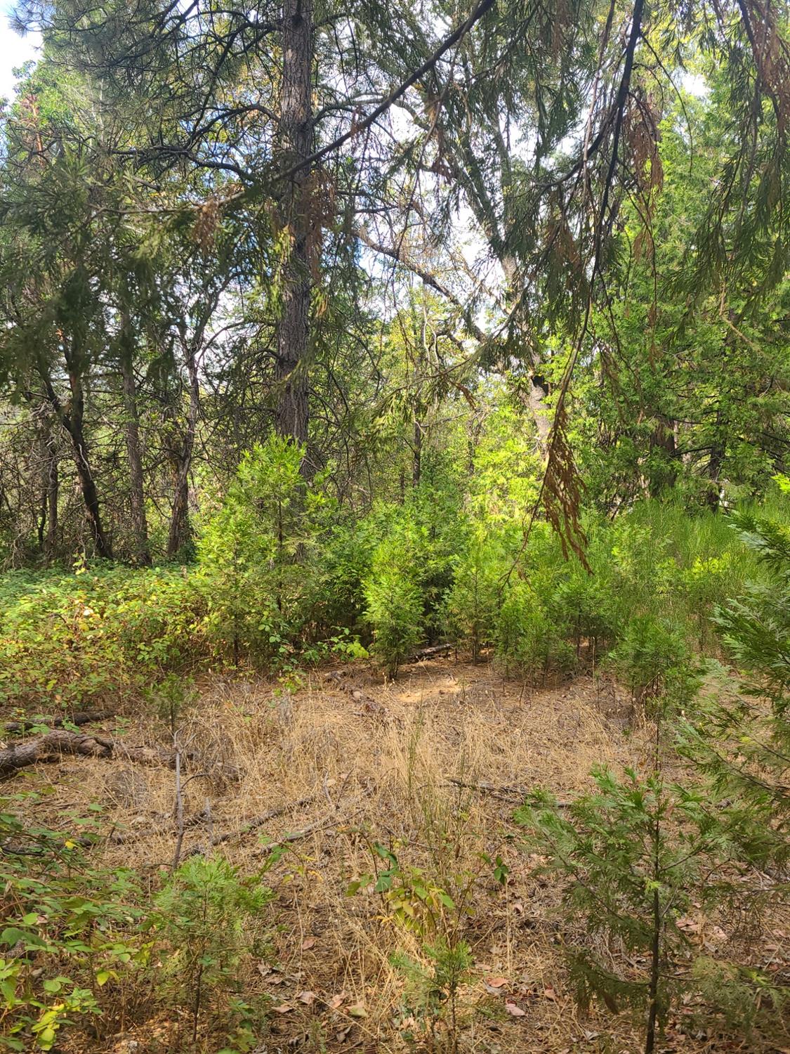 2590 Buffalo Hill Road Georgetown, CA 95634 - Photo 1 of 1 a view of a yard with a tree