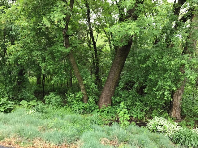 a view of forest