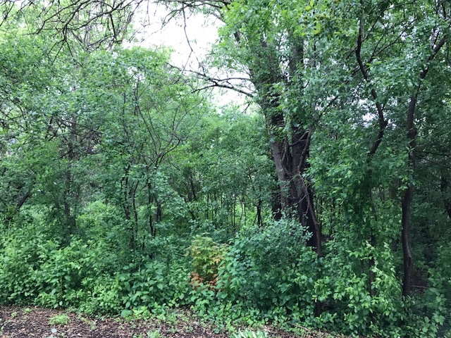 1190 Sunset Road Geneva, IL 60134 - Photo 2 of 3 a view of a lush green forest
