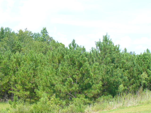 177 SOUTH Hamlet Nc 28345 Rockingham, NC 28379 - Photo 1 of 1 P1020292