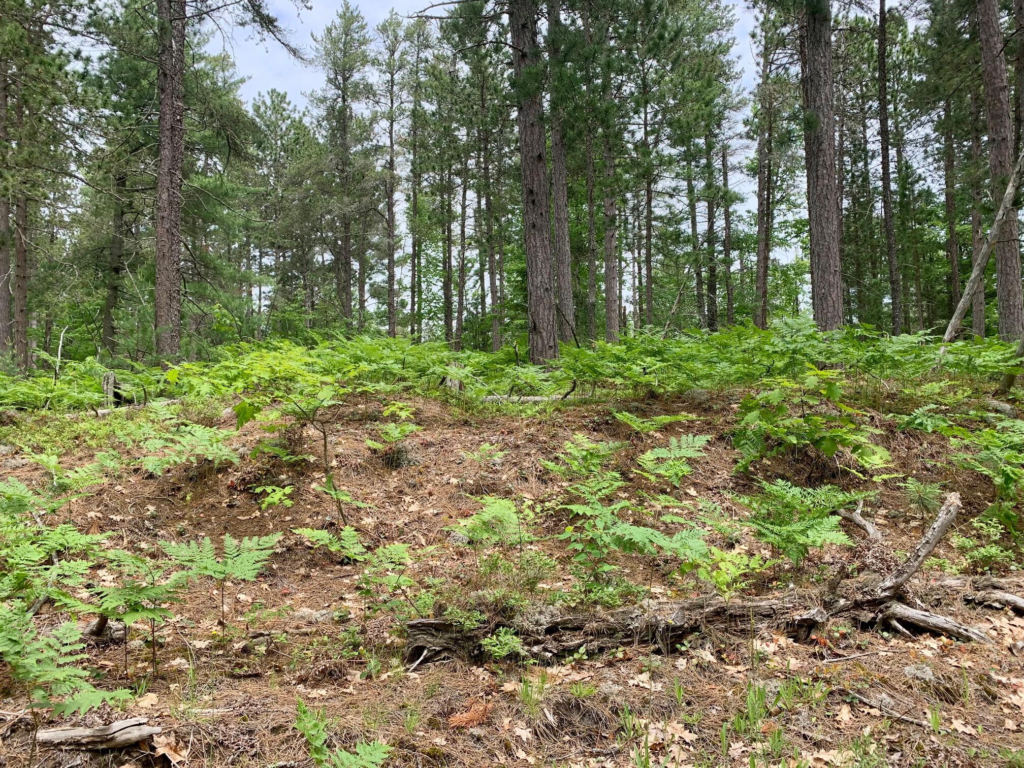 0 West Betsy River Road Paradise, MI 49768 - Photo 6 of 9 Gallery Image 6