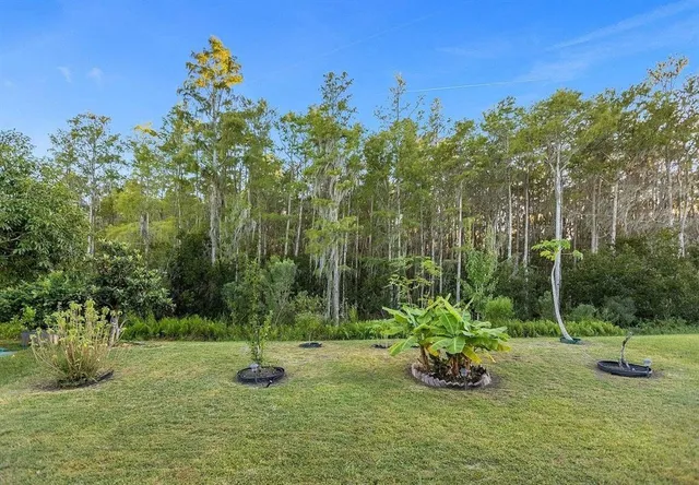 a view of a park with large trees