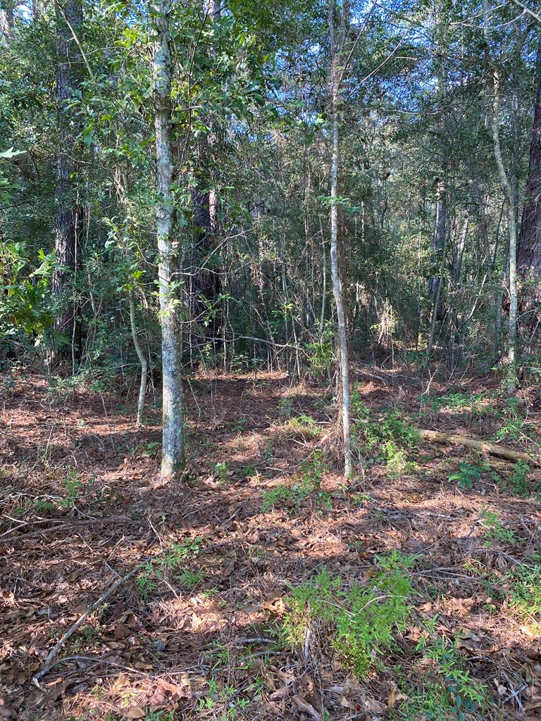 0 Virgil Lewis Road East Carriere, MS 39426 - Photo 1 of 1 Gallery Image 1