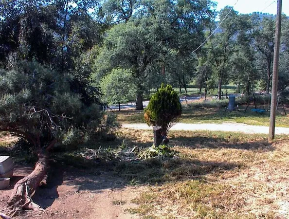 a view of a yard with trees