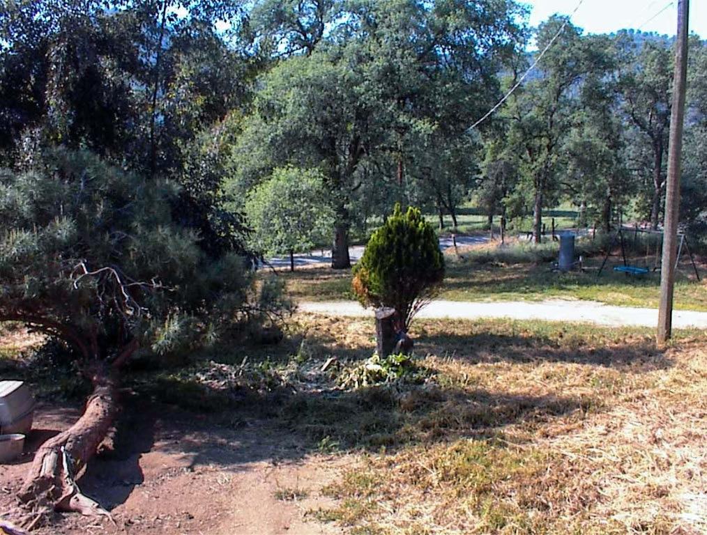 38152 Ruth Hill Road Squaw Valley, CA 93675 - Photo 8 of 25 a view of a yard with trees