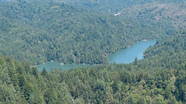 a view of a lush green forest with trees and some trees