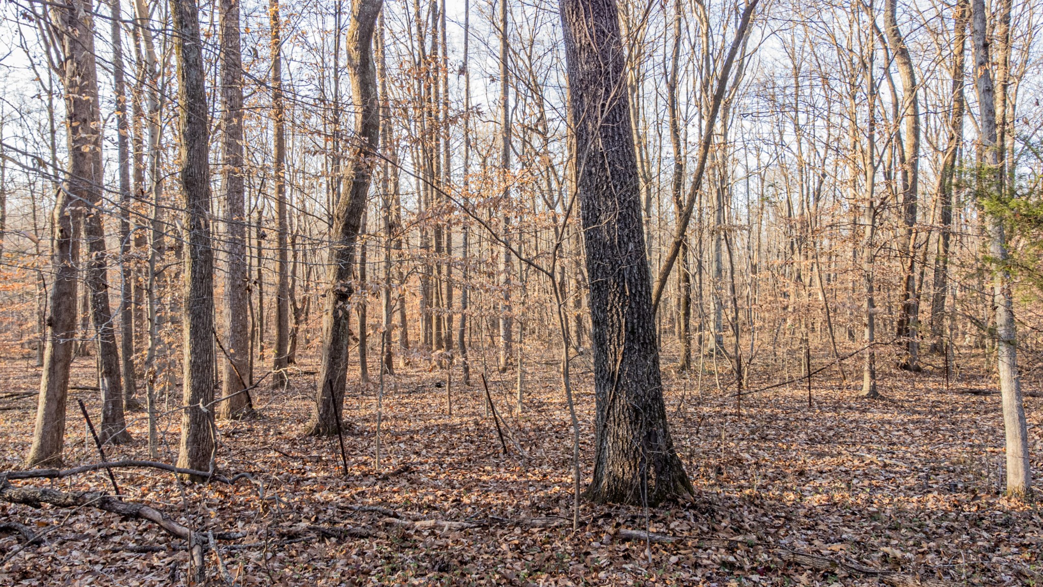 0 Mt Vernon Road Bethpage, TN 37022 - Photo 4 of 11 a view of covered with trees