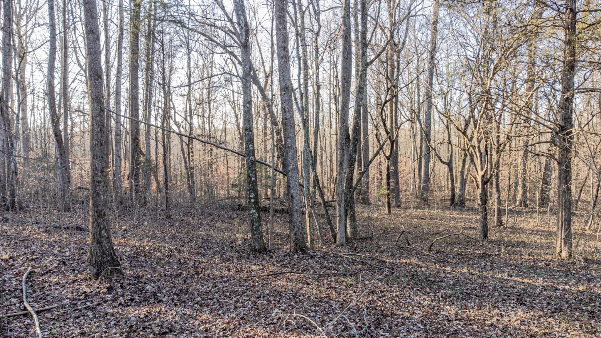 0 Mt Vernon Road Bethpage, TN 37022 - Photo 5 of 11 a backyard of a house with lots of green space